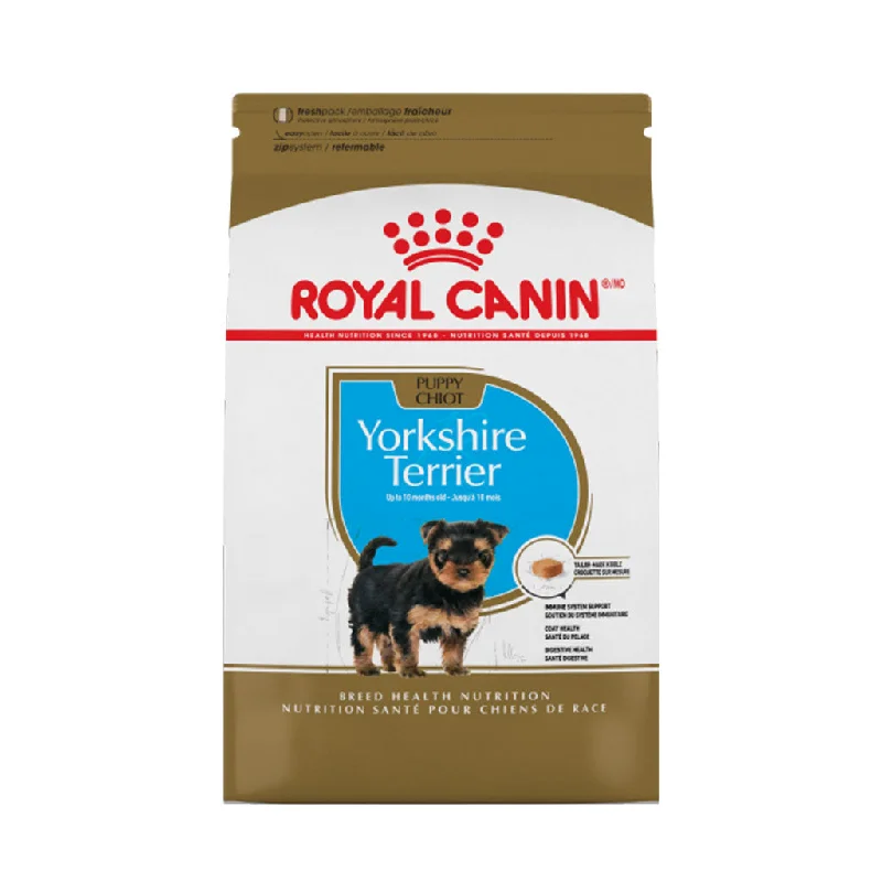 Yorkshire Terrier Adult