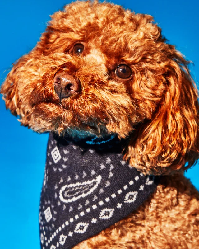 Knit Dog Bandana in Black Merino Wool (FINAL SALE)