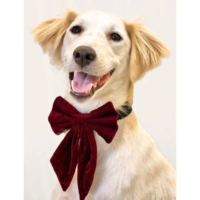 Pawgypets Pigtail Bowtie for Dogs and Cats (Maroon)