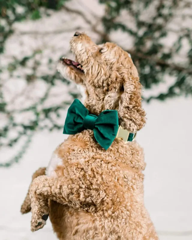 Forest Green Velvet Dog Bow Tie